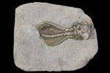 Alien Looking, Jimbacrinus Crinoid Fossil - Australia #68355-1